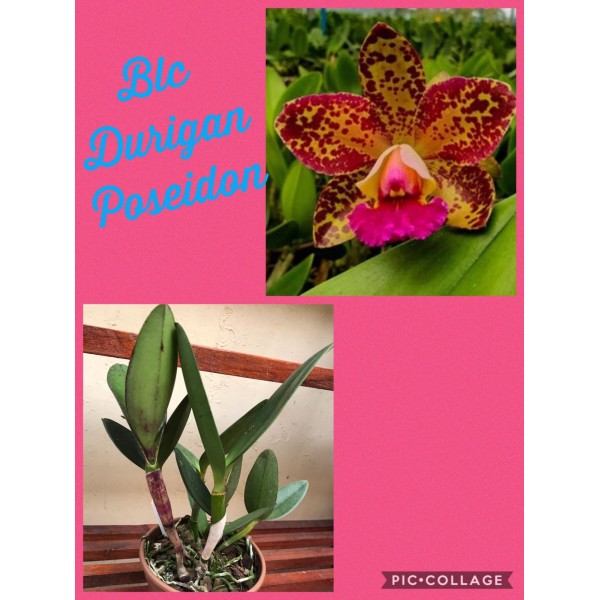 Orquídea -  Blc Durigan Poseidon